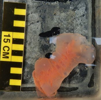 Media type: image;   Invertebrate Zoology 151104